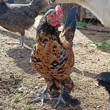 民宿 Nad Lasem Koniaków