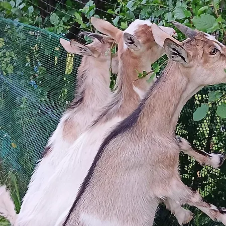 Privat bolig Nad Lasem