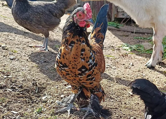 Ubytování v soukromí Nad Lasem Koniaków
