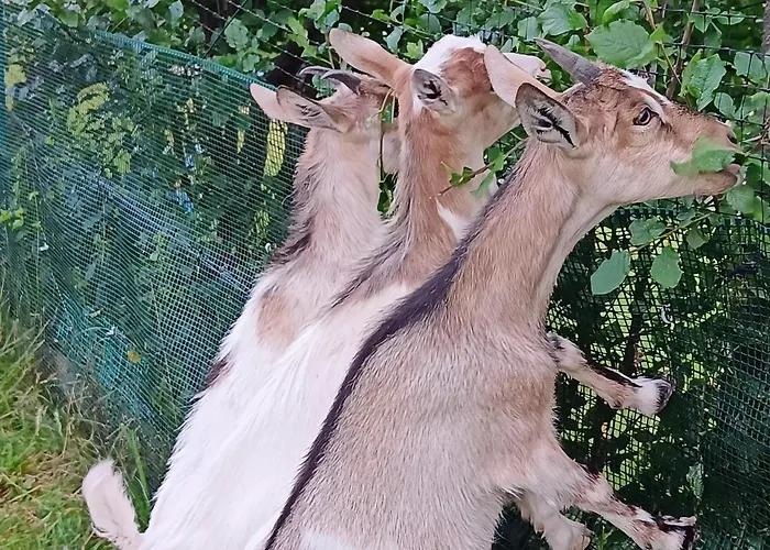 Ubytování v soukromí Nad Lasem