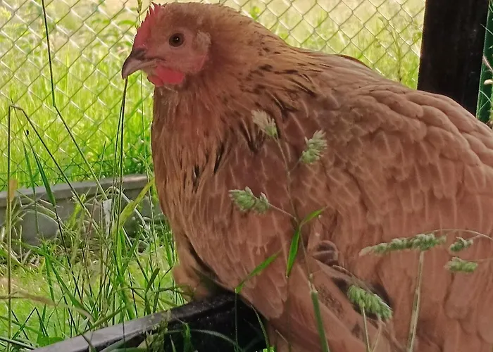 Nad Lasem Pansiyon *